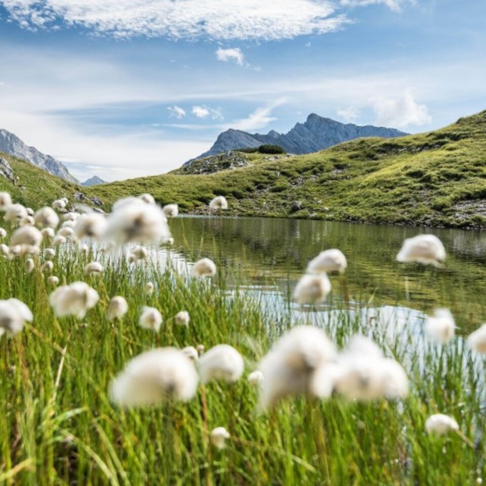 Weiße Blumen vor einem Bergsee, umgeben von grünen Hügeln.