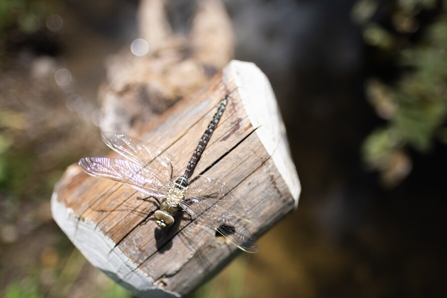 Libelle sitzt auf einem Holzstamm in der Nähe von Wasser im Sonnenlicht.