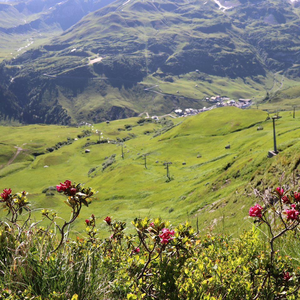 Bergblumen und grüne Hänge am Naturberg Seekopf mit Seilbahn.