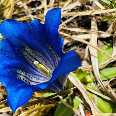 Leuchtend blaue Blüte auf dem Panoramaberg Rüfikopf im Gras.