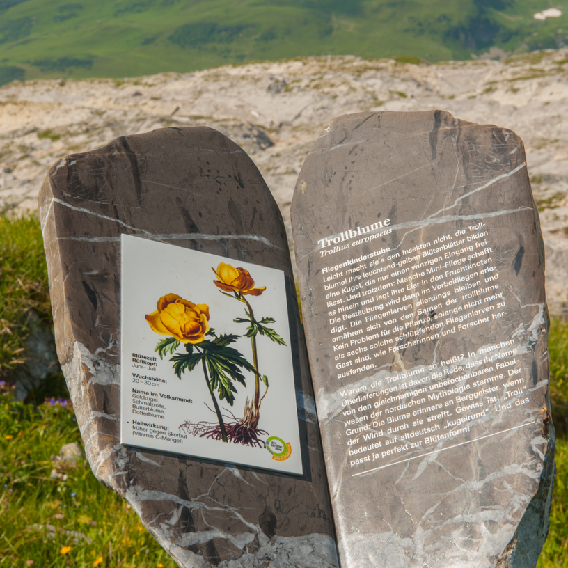 Informationstafel über die Trollblume am Panoramaberg Rüfikopf.