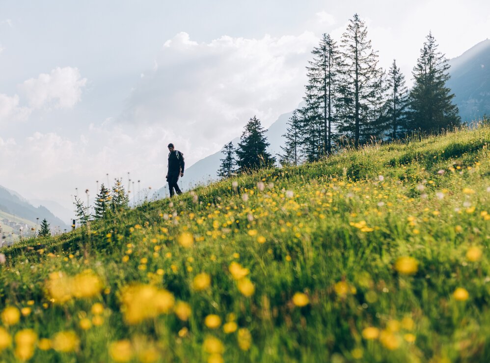 Person wandert auf einer mit gelben Blumen bedeckten Bergwiese.